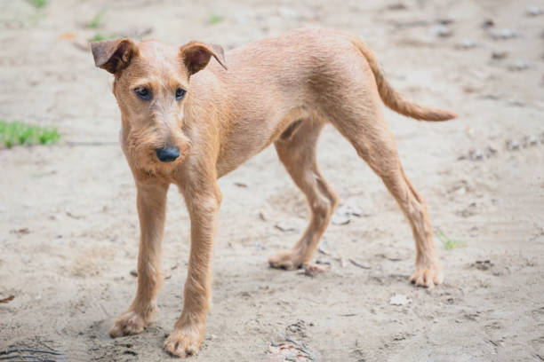 Guard Dog  Barking on the farm