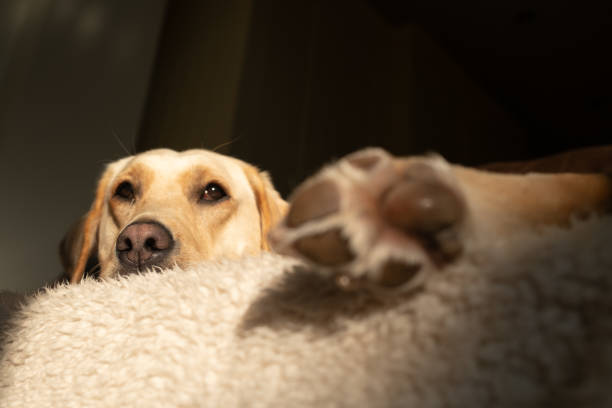 Domestic cat and dog lying on floor in living room.