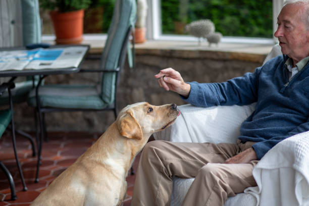 istock Labrador retriever dog with owner 2170856390