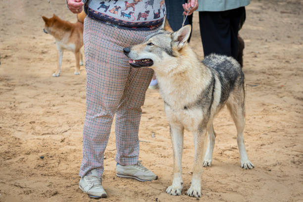 istock Handler demonstrating Czechoslovakian wolfdog at a dog show 2170856794