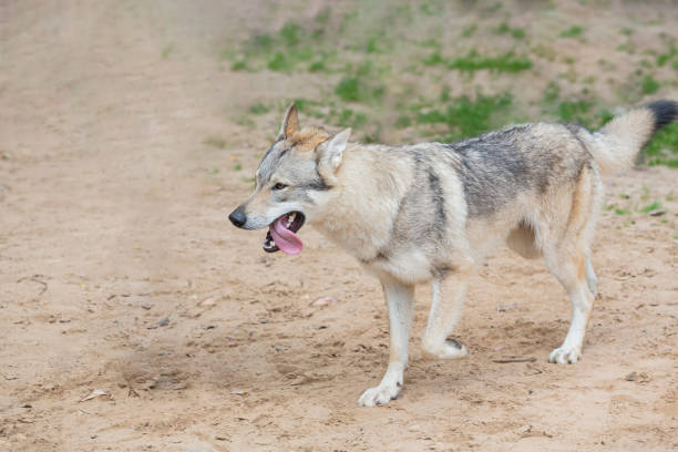 istock Czechoslovakian Wolfdog 2170856822