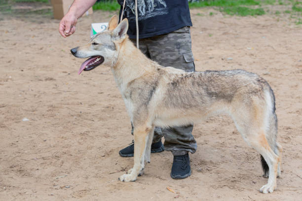 istock Handler demonstrating Czechoslovakian wolfdog at a dog show 2170856829