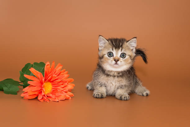 istock Small, funny red kitten and  flowers 2170856935