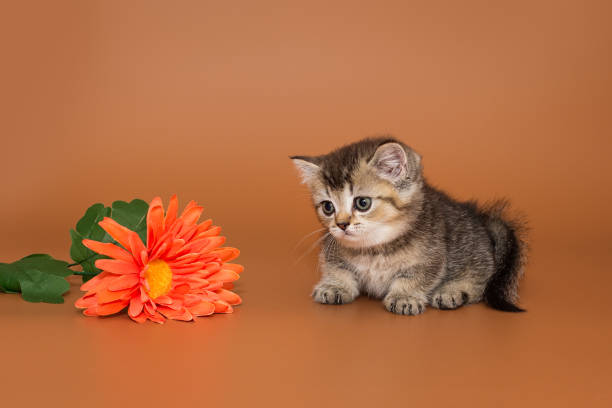 istock Small, funny red kitten and decorative flowers 2170856936