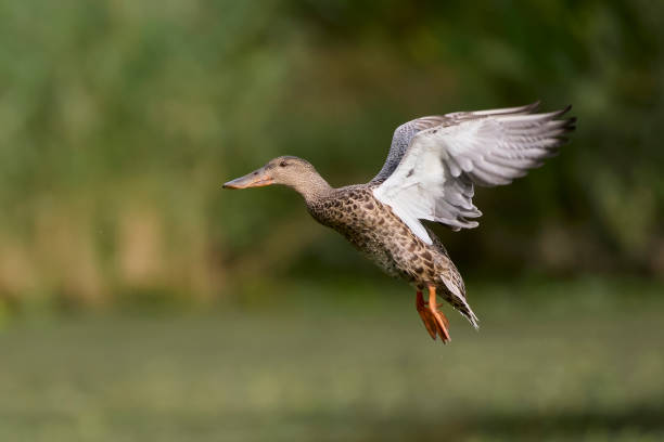 istock Northern shoveler (Spatula clypeata) 2170857165
