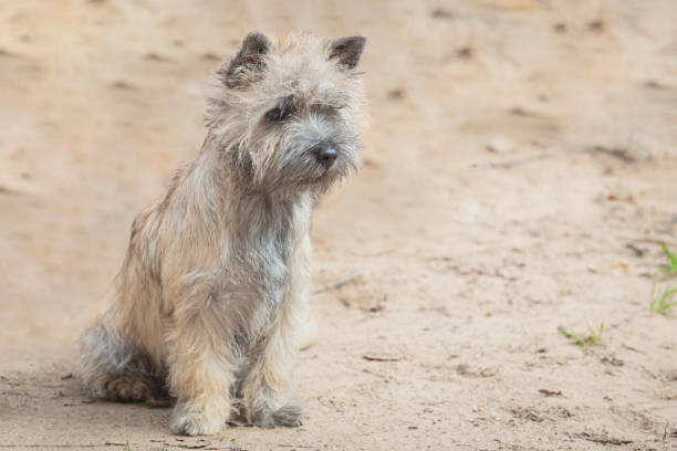 istock Dog breed Norwich Terrier close-up on a sandy background 2170857434