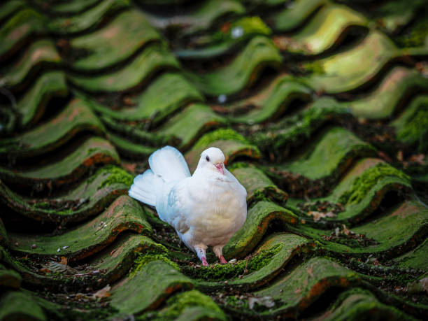 Ootmarsum, the Netherlands, A white pigeon stands on green, moss-covered roof tiles, highlighting the contrast between its feathers and the textured surface beneath.