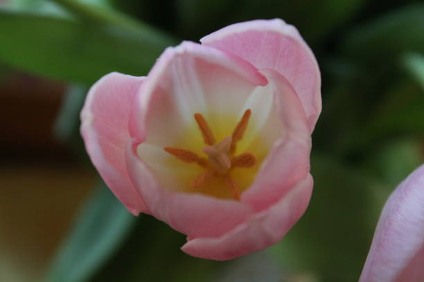istock Macro of a blooming tulip 2170858647