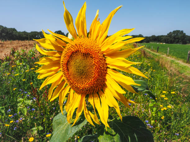Ootmarsum, the Netherlands, A sunflower stands proudly in a sunny field, surrounded by greenery and wildflowers, showcasing its vibrant yellow petals against a clear blue sky.