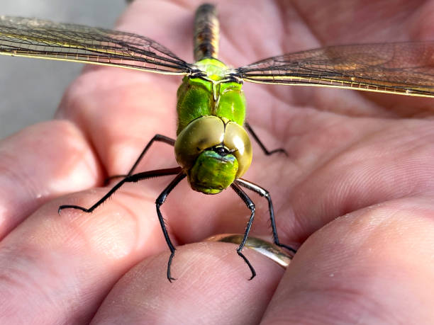 beautiful bright butterfly on hand
