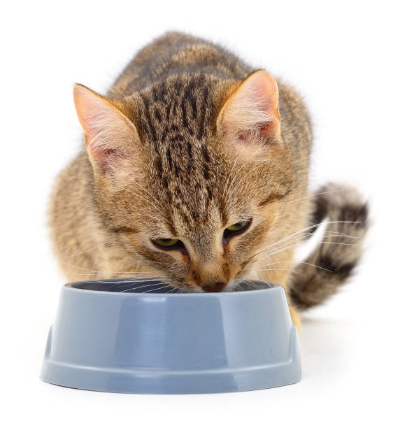 istock Cat eating dry food. 2170859117