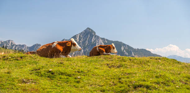 istock cows on pasture, Postalm plateau with mountains in the Dachstein Alps, Austria 2170859338