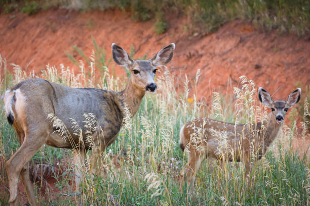 Side view and facing camera Mule deer doe and fawn with wild grass and flowers and red rock background.