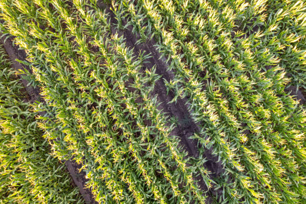 istock zenithal aerial drone view of a maize field 2170860426