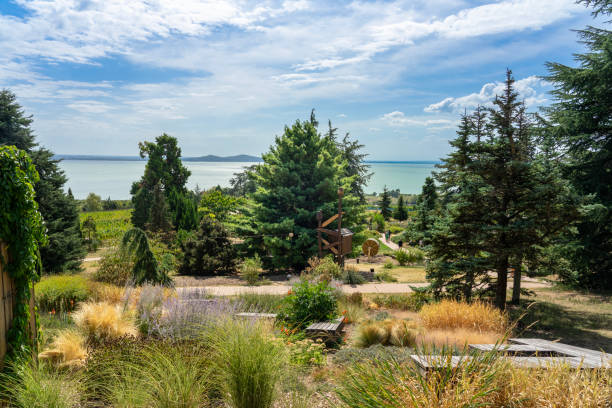 beautiful garden over Lake Balaton with pine trees with stunning view .