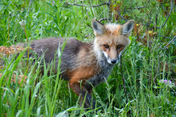 istock Red Fox in Yellowstone National Park 2170863641