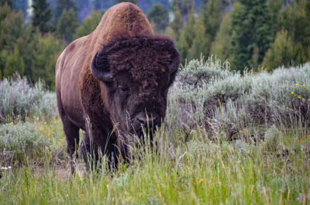istock Closeup Buffalo in Yellowstone National Park 2170863648