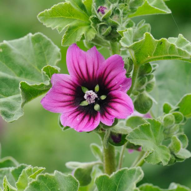 A single flower and several leaves of the Tree Mallow (Malva arborea ), originally a native of Western Europe, and now found as an invasive or garden species in many parts of the world. The leaves of the plant have some medicinal qualities against muscle sprains and also have the ability to excrete salt, which gives the species a competitive advantage over many other species in coastal habitats.