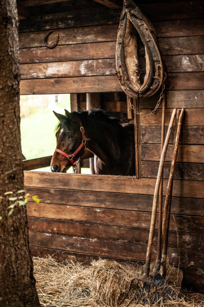 Horse looking through a wooden stable window