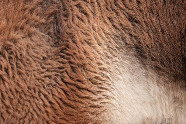 istock Lama fur detail 2170866213