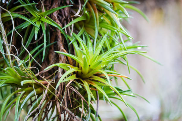 plants