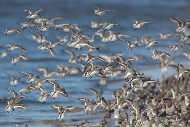 istock Group of Dunlins in flight over the shore. 2170867698