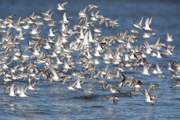 istock Group of Dunlins in flight over the shore. 2170867725