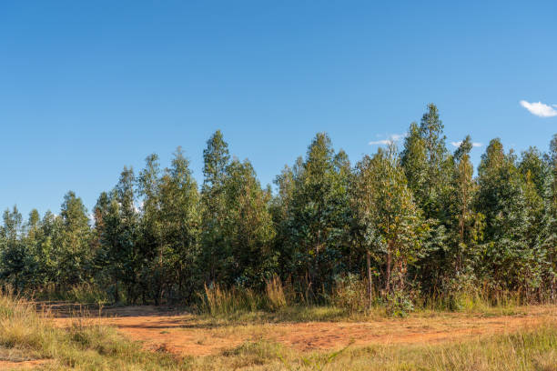Young forestation of eucalyptus forest against clear blue sky, Madagascar
