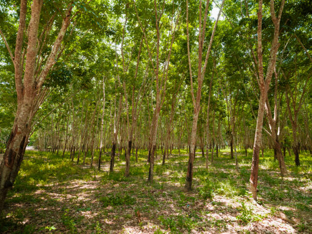 istock Rubber tapping in a rubber tree plantation, Thailand 2170869924