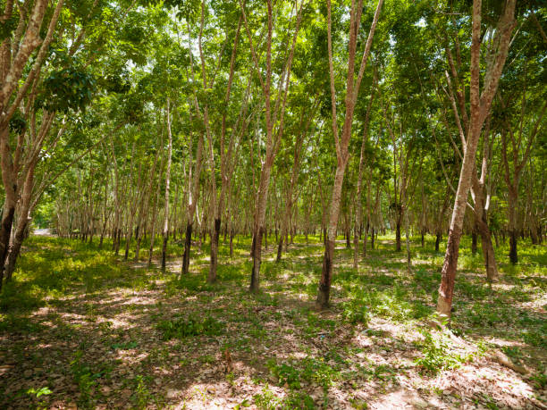 istock Rubber tapping in a rubber tree plantation, Thailand 2170870047