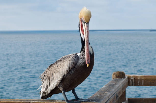 This is a horizontal, color photograph of a pelican perched on a dock post in the Pass-a-Grille neighborhood of St. Petersburg, Florida. Photographed with a Nikon D800 DSLR camera.