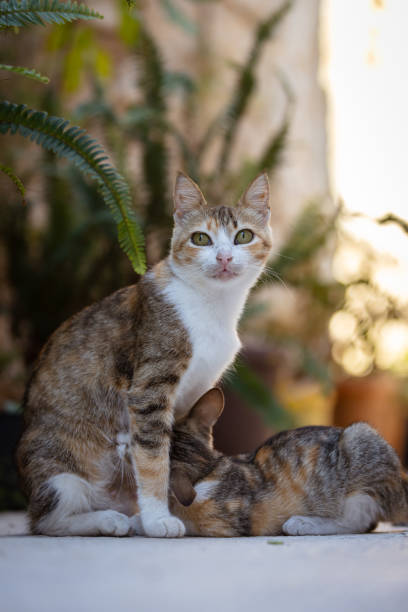 istock Stray cat and her kitten on the street. 2170872437