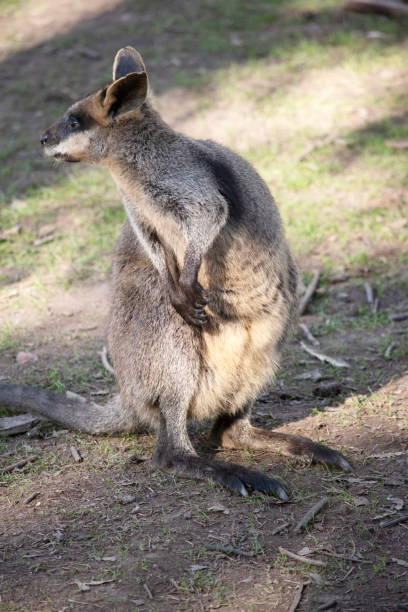 istock The swamp wallaby is checking his surroundings 2170873363