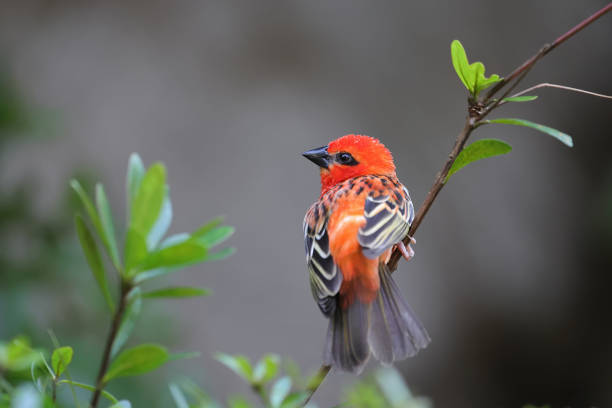 Madagascan red fody