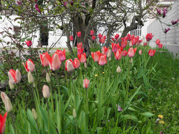istock tulip red flower scient. name Tulipa gesneriana 2170875009