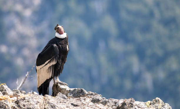 istock Andean Condor controlling everything from the ledge of a mountain. 2170875082