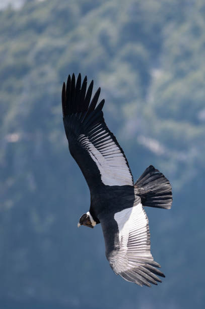 istock Andean Condor at its maximum wingspan. 2170875206