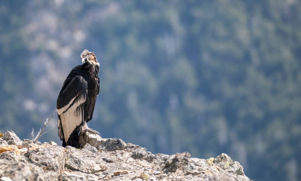 istock Andean Condor controlling everything from the ledge of a mountain. 2170875207