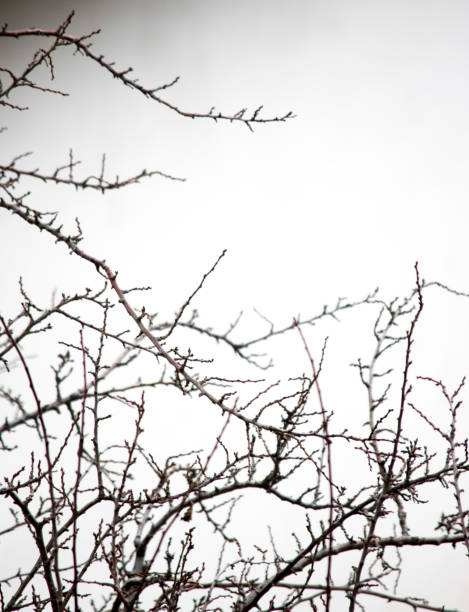 Winter branches of a tree. Nature background.