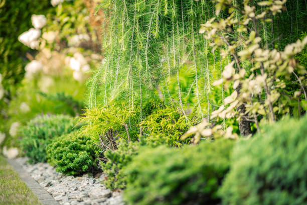 istock Lush Garden Display Featuring Various Vibrant Plants and Shrubs in a Serene Outdoor Space 2170877048