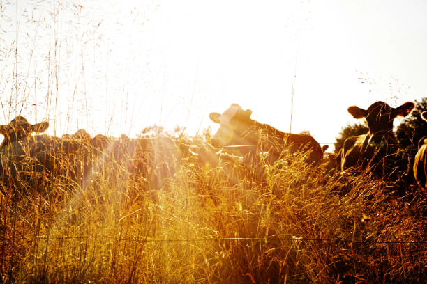 Cattle on pasture against bright the bright sun