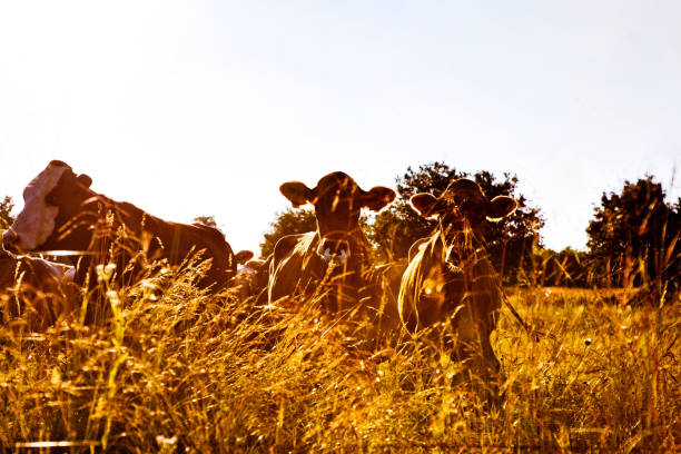 Cattle on pasture against bright the bright sun