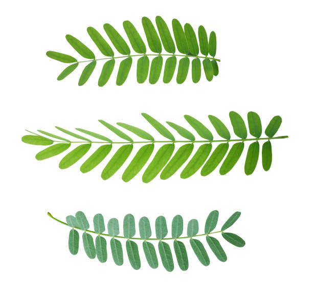 istock Tamarind leaves on white background 2170883575