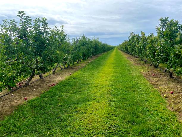 istock Neatl manicured rows of apple trees in an orchard ready to be picked 2170883686