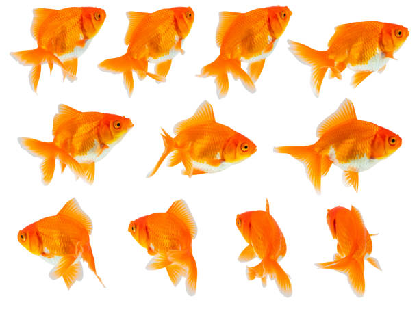 istock Oranda goldfish set isolated on white background close up 2170884350