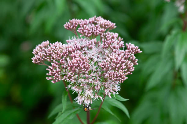 A Hemp Agrimony, Eupatorium cannabinum, flowerhead, with a Great Pied Hoverfly, Volucella pellucens, aka Pellucid Fly or Pellucid hoverfly, feeding.