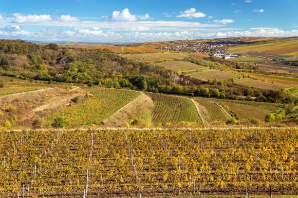 istock vineyard, autumn in the vineyard yellow coloured 2170888132