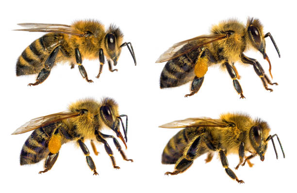 istock four bees honeybees Apis Mellifera isolated on white 2170888269