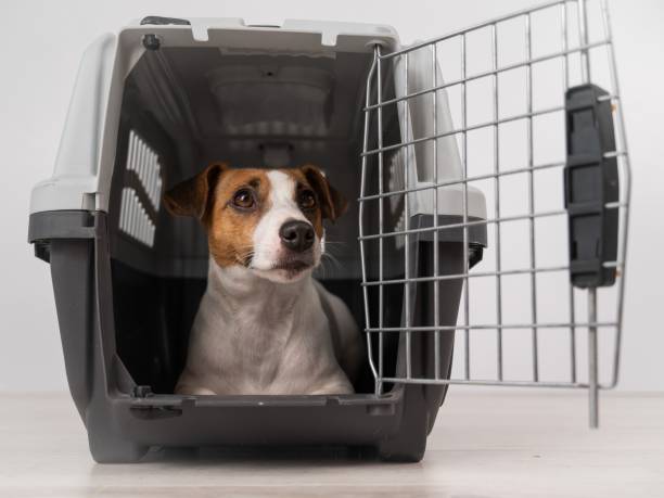 istock Jack Russell Terrier dog inside a cage for safe transportation with open door. 2170899151