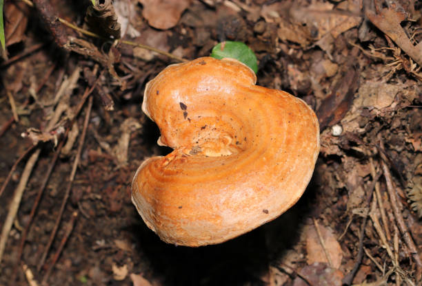 istock Poisonous  yellowdrop milkcap mushroom (Lactarius chrysorrheus, Kichichitake) cap top, under the trees (Wildlife closeup macro photograph) 2170901556